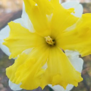 Cassata Narcissus